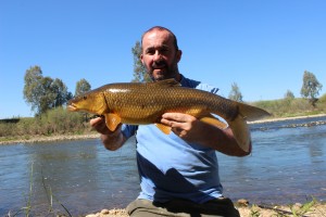 Luciobarbus Bocagei or Common Barbel