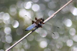 Dragon Fly Lee Swords