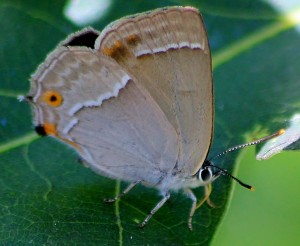 Purple Hairstreak butterfly lee 