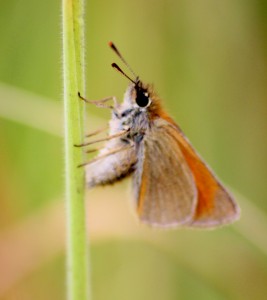 Skipper butterfly