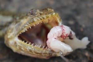 Lizard Fish Lanzarote