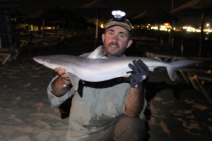 Shark Cape Verde