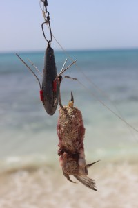As small a bait as I would try in Cape Verde