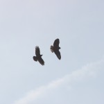 Buzzard v Crow