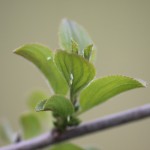 brimstone eggs