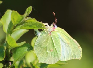 Brimstone butterfly female